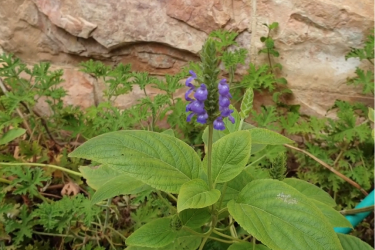 salvia hispanica